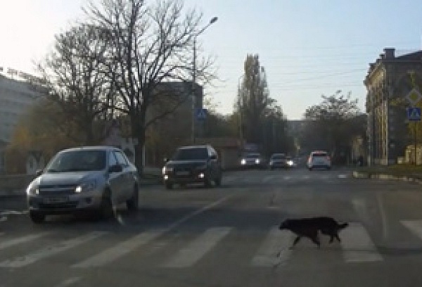 Σκύλος περνάει το δρόμο από τη διάβαση πεζών