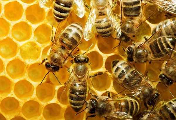 Οι μέλισσες αναγνωρίζουν ανθρώπινα πρόσωπα, λένε οι επιστήμονες
